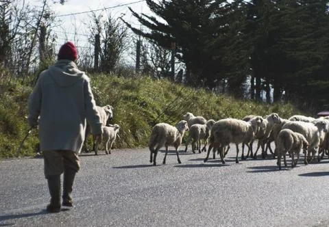 Shepherd with his sheeps Stock Photos