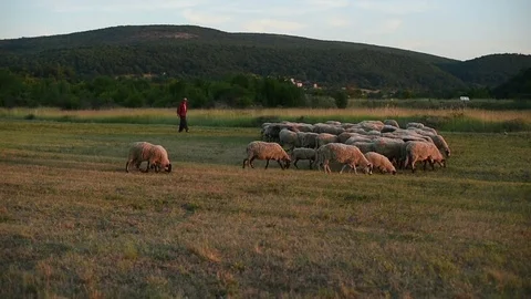 Shepherd with his sheeps walking on a meadow Stock Footage 77479073