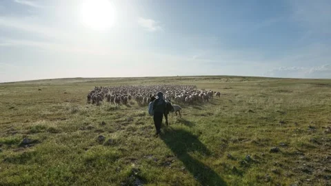Shepherd On Horse With Sheep At Sunset, Ceylanpinar, Sanliurfa, Turkiye, June, Video stock 336493268