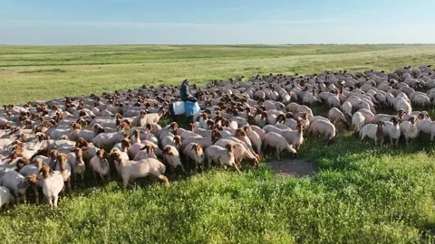Shepherd On Horse With Sheep At Sunset, Ceylanpinar, Sanliurfa, Turkiye, June, Stock Footage 336493437