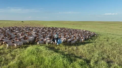 Shepherd On Horse With Sheep At Sunset, Ceylanpinar, Sanliurfa, Turkiye, June, Stock Footage 336493751