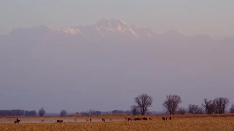 Shepherd on horseback herding a group of horses across a golden field Stock Footage 345155537