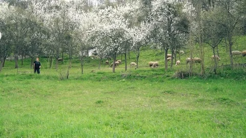 The shepherd keeps the sheep Vídeo Stock 96585049