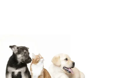 Shepherd, Labrador and the red cat looks aside Video stock 75924691