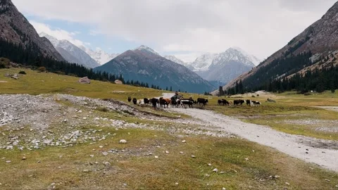 Shepherd leading cattle through mountain valley, Kyrgyzstan. 스톡 동영상 290229097
