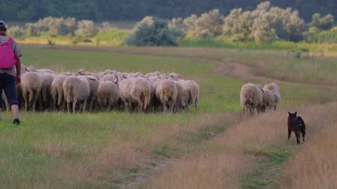 Shepherd leading flock of sheep along rural path Stock Footage 341767356