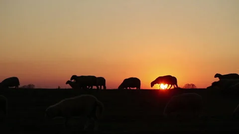 Shepherd leading his sheep at sunset Stock Footage