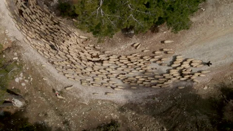 Shepherd leads a flock of sheep along a mountain causeway Video stock 260740942