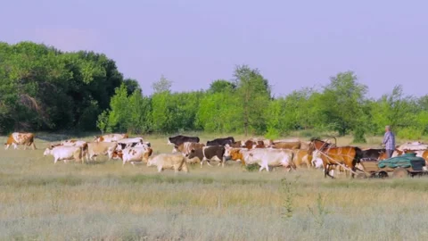 A shepherd leads a herd of cows in the countryside 動画素材 136004584