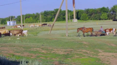 A shepherd leads a herd of cows in the countryside Stock Footage 136852453
