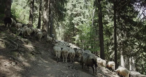 A shepherd leads his flock through a forested path in the Carpathians, embodying Video stock 274738232