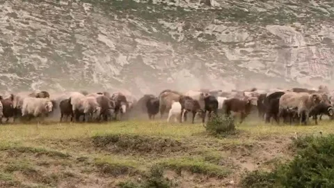 Shepherd Leads Large Flock of Sheep and Goats During Migration in Xinjiang, Stock Footage 337856840