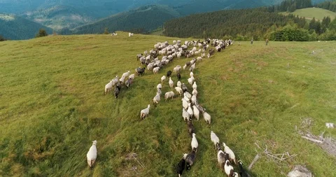 The shepherd leads the sheep in beautiful mountains view 4k Stock Footage 128697285