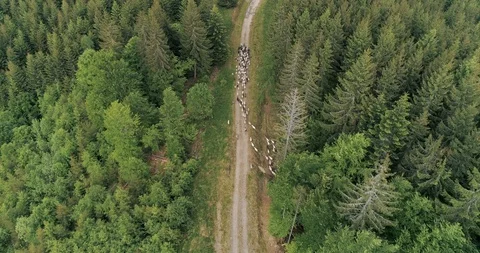 The shepherd leads the sheep in the forest Stock Footage 128697261