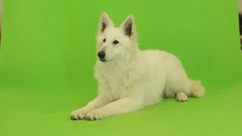 Shepherd lies on green screen Video stock 83642307