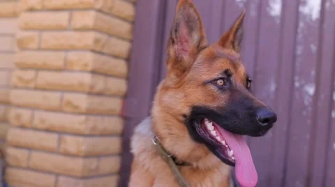 Shepherd looking around in the yard Stock Footage 53738818