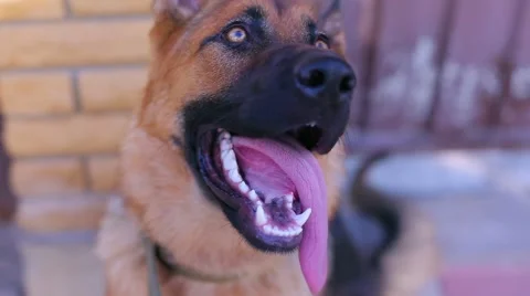 Shepherd looking around in the yard Stock Footage 53738824
