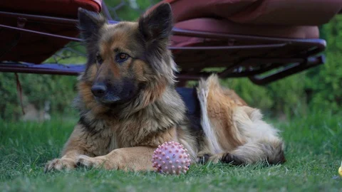 The shepherd lying on the grass and resting. Stock Footage 129274664