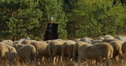 Shepherd makes a round of the flock of sheep, walking livestock in the pasture Vídeo Stock 136627403