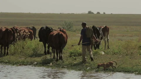 Shepherd Man Chases Cows Stock Footage 306164739