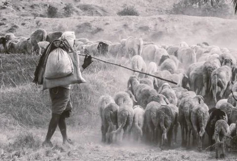 The shepherd man Stock Photos