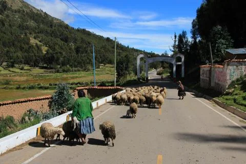 Shepherd managing her sheeps on peruvian street Foto stock