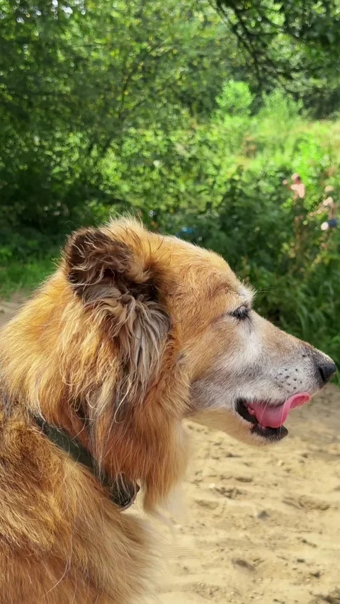Shepherd mix dog sitting on sandy river beach panting with tongue out. Dome.. Stock-Footage 345528134