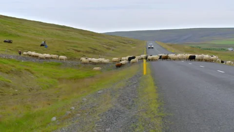 Shepherd moving a flock of sheep crossing a rural road in Iceland Stock Footage 330267838