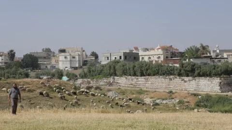 Shepherd Near Rahat Stock Footage 102178817