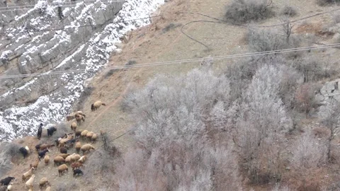Shepherd oversees a mixed flock of sheep and goats grazing on mountain slope Stock Footage 318685022