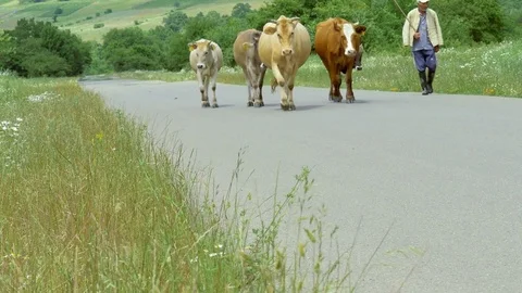 Shepherd pasturing cows on asphalt road on hills landscape background Stock Footage 71541917