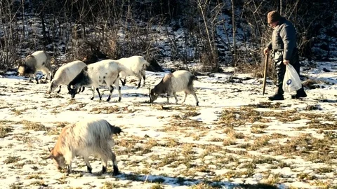 Shepherd pasturing a few goats in winter Stock-Footage 71194041