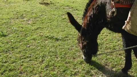 A shepherd pasturing his donkey, load-bearing donkey with a load on his back, Stock Footage 142897768