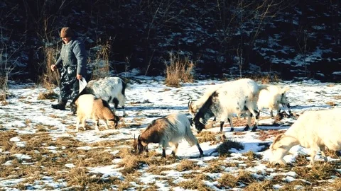 Shepherd pasturing many goats in winter Video stock 71270941