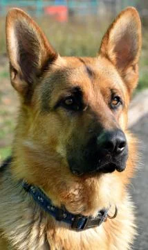 Shepherd Stock Photos