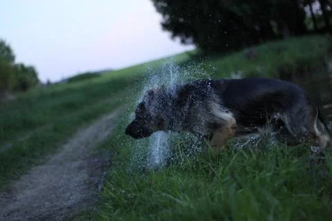 Shepherd Stock Photos