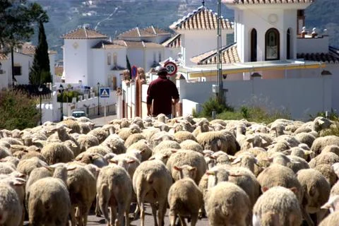 Shepherd Stock Photos