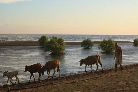A shepherd Stock Photos