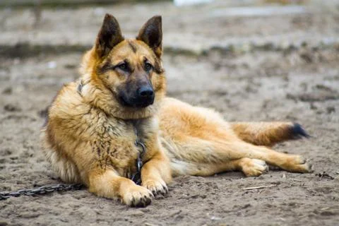 , shepherd-protector, a dog on a chain Stock Photos