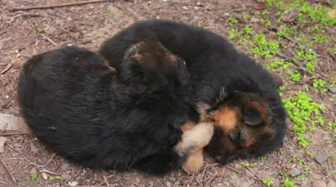 Shepherd with puppi Stock Footage 23094589