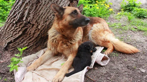 Shepherd with puppi Stock Footage 23094676