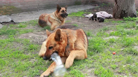 Shepherd with puppi Stock Footage