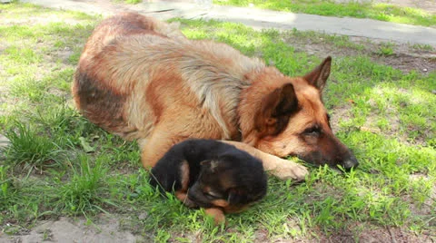 Shepherd with puppi Stock Footage 23094853