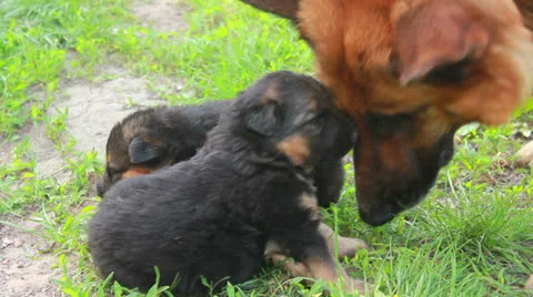 Shepherd with puppi Stock Footage 23094861