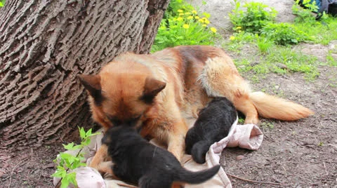 Shepherd with puppi Stock Footage