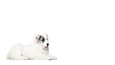Shepherd puppy lying on white background Stock Footage 75805003