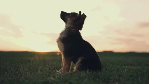 Shepherd puppy performs command sit at sunset. cynologist feeds dog with treat Stock Footage 239830094