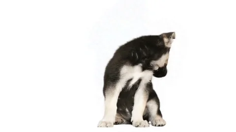 Shepherd puppy sitting on a white background Stock Footage 75701632