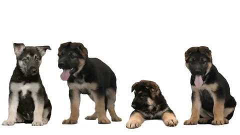 Shepherd puppy on a white background Video stock 76294047