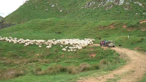 Shepherd on a quad chasing sheeps on green organic farm in New Zealand landscape Stock Footage 117279264